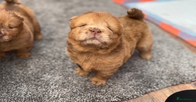 Chow Chow dogs - Advert 1