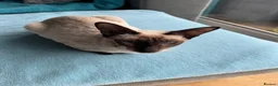 Mixed Breed cats for sale: Beautiful siamese mixed breed black kitten  in Stevenage - Advert 9