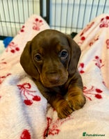 Miniature Dachshund dogs - Advert 4