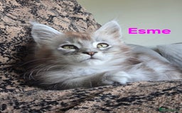 Maine Coon cats for sale: Rare Pure Breed Mainecoons - Image 13