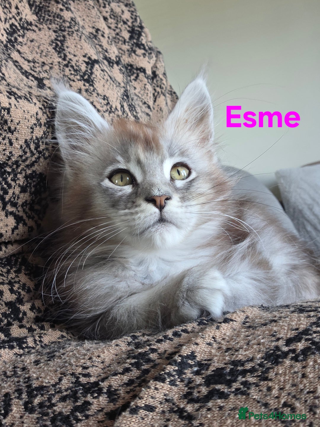 Maine Coon cats for sale: Rare Pure Breed Mainecoons - Image 13