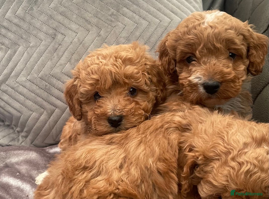 Cockapoo dogs for sale: Beautiful cockapoo pups  - Advert 5