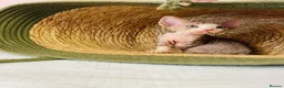 Devon Rex cats for sale: Beautiful pure Devon Rex kittens  - Advert 8