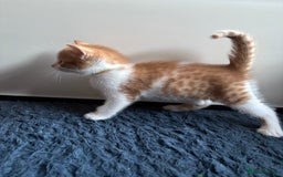 Mixed Breed cats for sale: One ginger female kitten  - Image 2