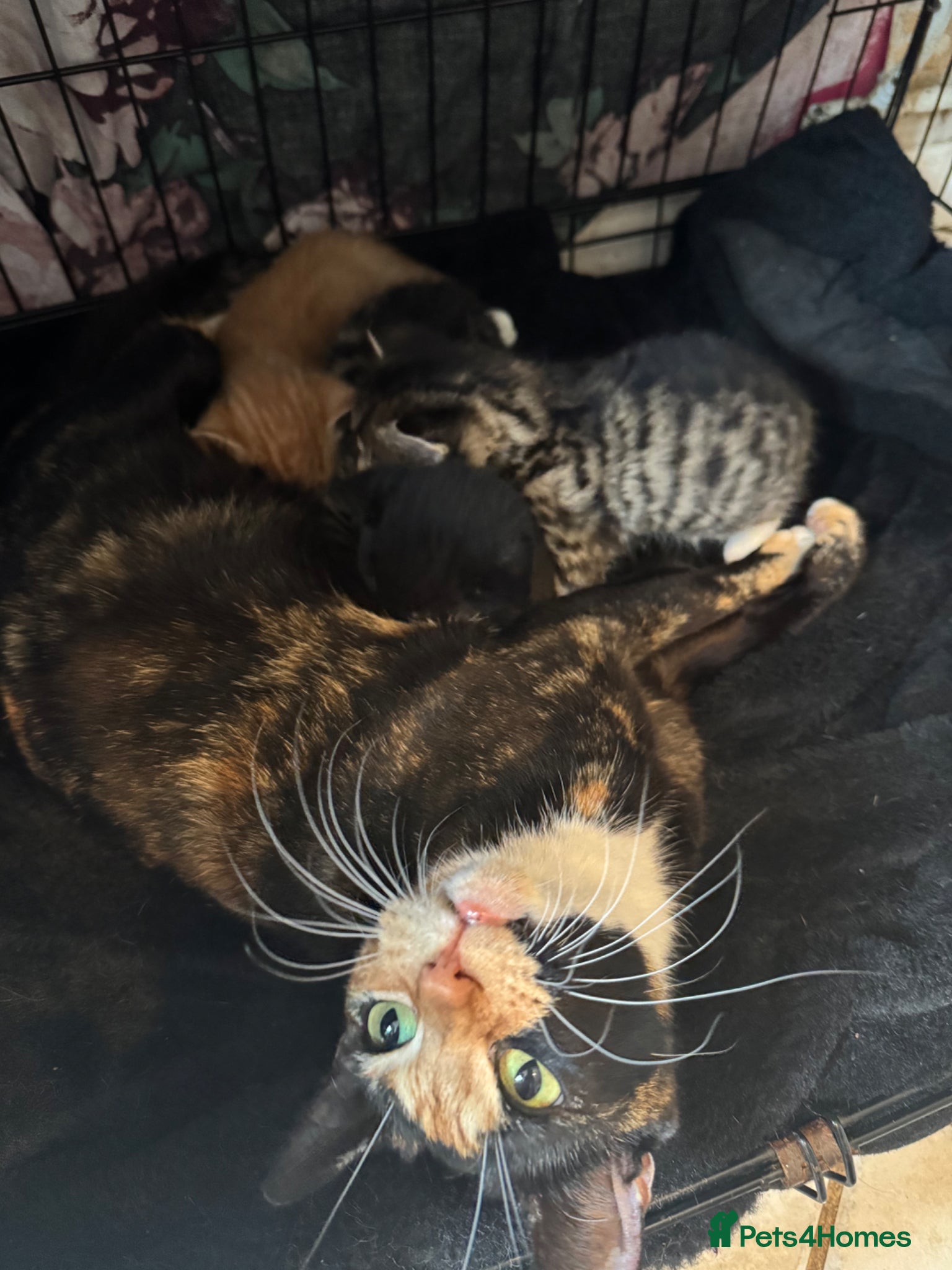 Mixed Breed cats 3 beautiful little kittens - Advert 1