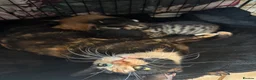 Mixed Breed cats for sale: 3 beautiful little kittens - Advert 1
