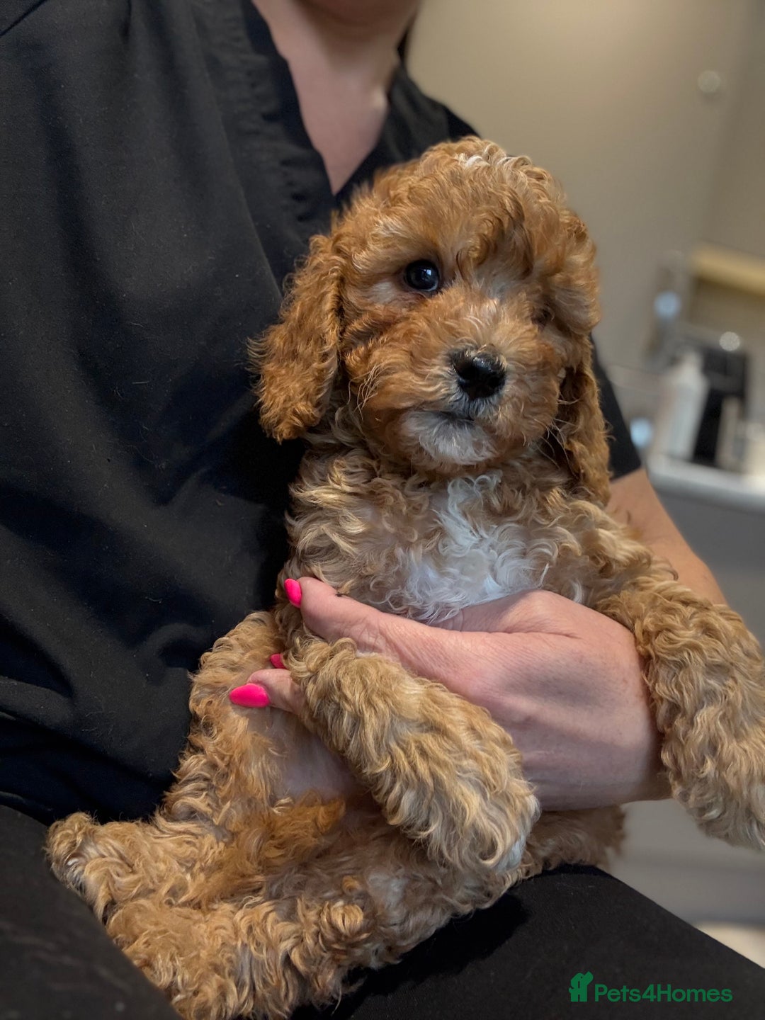 Cavapoo dogs for sale: Cavapoo F1b fully health tested 1 boy left - Image 1