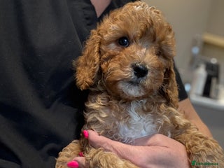 Cavapoo dogs - Advert 24