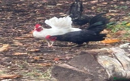 Chickens poultry for sale: Serama hen and cockerel  - Image 5