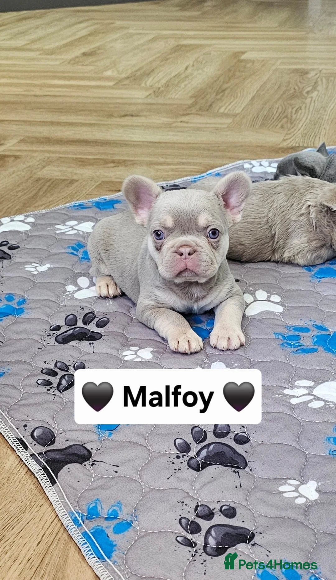 French Bulldog dogs for sale: French bulldog pups - Advert 1
