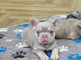 French Bulldog dogs French bulldog pups - Advert 13