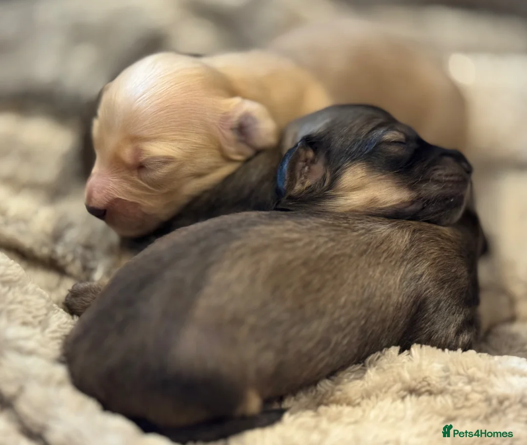 Miniature Dachshund dogs for sale: Cream & Shaded Cream KC Mini Dachshunds  - Advert 1