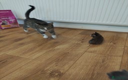 Mixed Breed cats for sale: 4 beautiful kittens ready for their forever home - Image 6