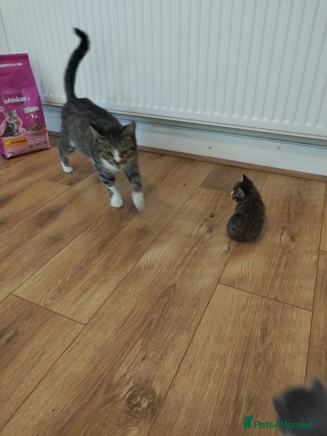 Mixed Breed cats for sale: 4 beautiful kittens ready for their forever home - Image 6