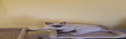 Ragdoll cats for sale: 🌟RAGDOLL KITTENS 🌟 - Advert 9