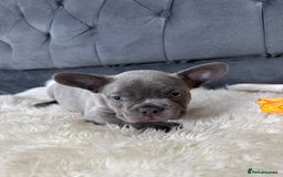 French Bulldog dogs for sale: BLUE GIRL 💗 and BOY 💙 frenchies available  - Image 8