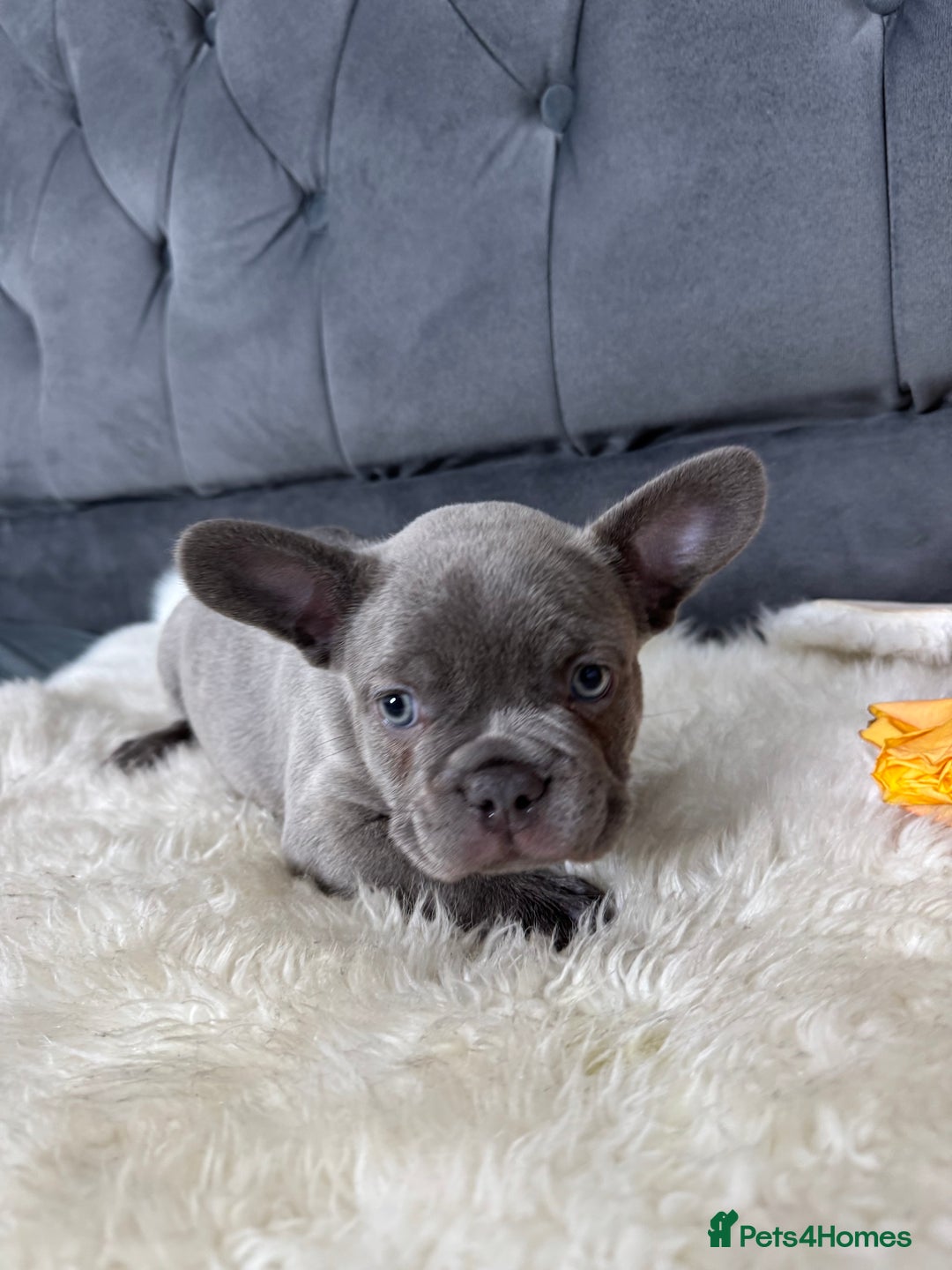 French Bulldog dogs for sale: BLUE GIRL 💗 and BOY 💙 frenchies available  - Image 8