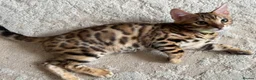 Bengal cats for sale: Pure Pedigree Bengal Kittens - Advert 5