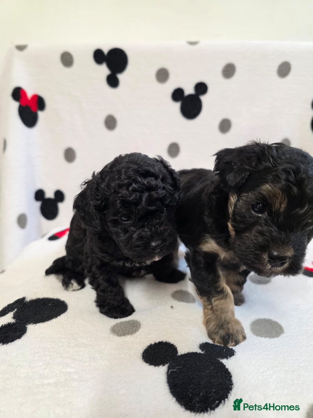 Maltipoo dogs for sale: Maltipoo Puppies 2 Beautiful Girls Available! - Image 10
