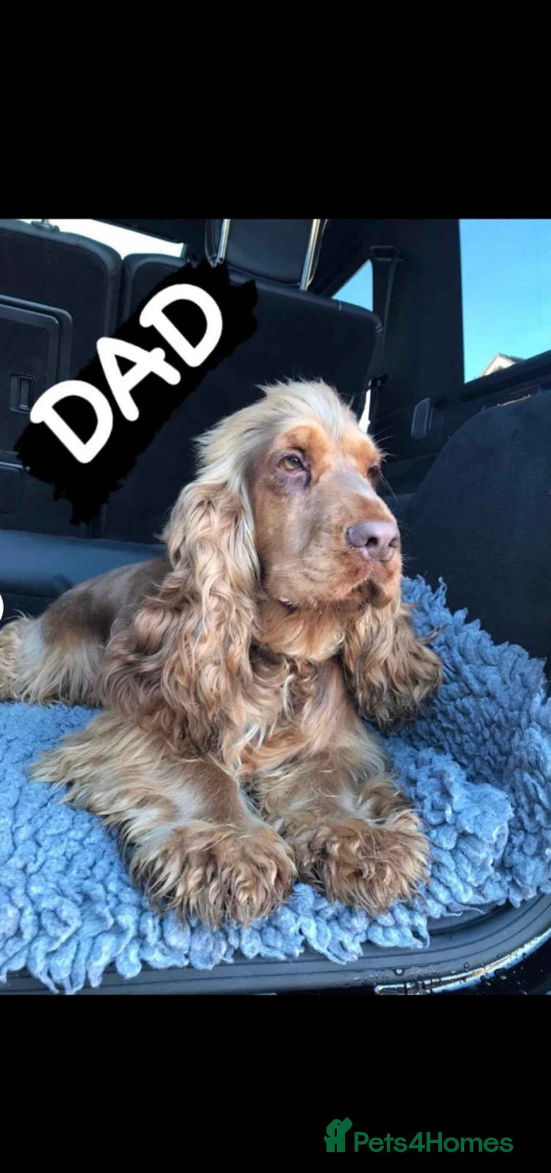 Cocker Spaniel dogs for sale: DNA Tested parents, Quality, Show Type puppies - Advert 10