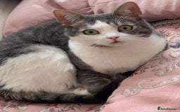 Domestic Shorthair cats for sale: Two cats for rehoming (for free ignore the price)  - Image 6