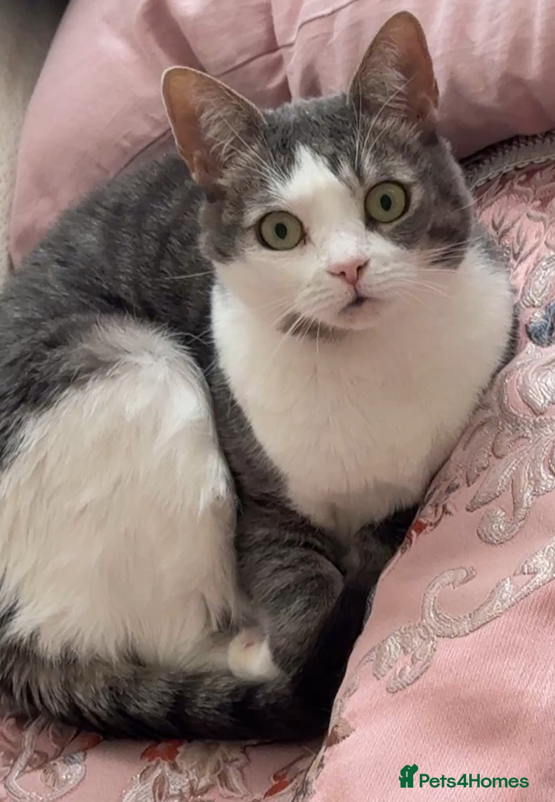 Domestic Shorthair cats for sale: Two cats for rehoming (for free ignore the price)  - Image 6