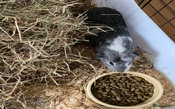 Guinea Pig rodents for sale: Female bonded trio  - Image 7