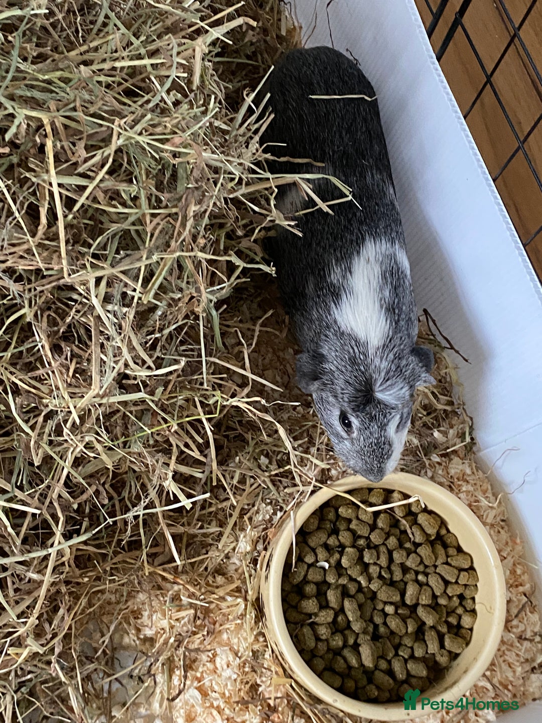 Guinea Pig rodents for sale: Female bonded trio  - Image 7