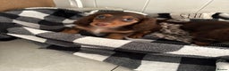 Miniature Dachshund dogs for sale: Last little long haired chocolate boy pup - Advert 4