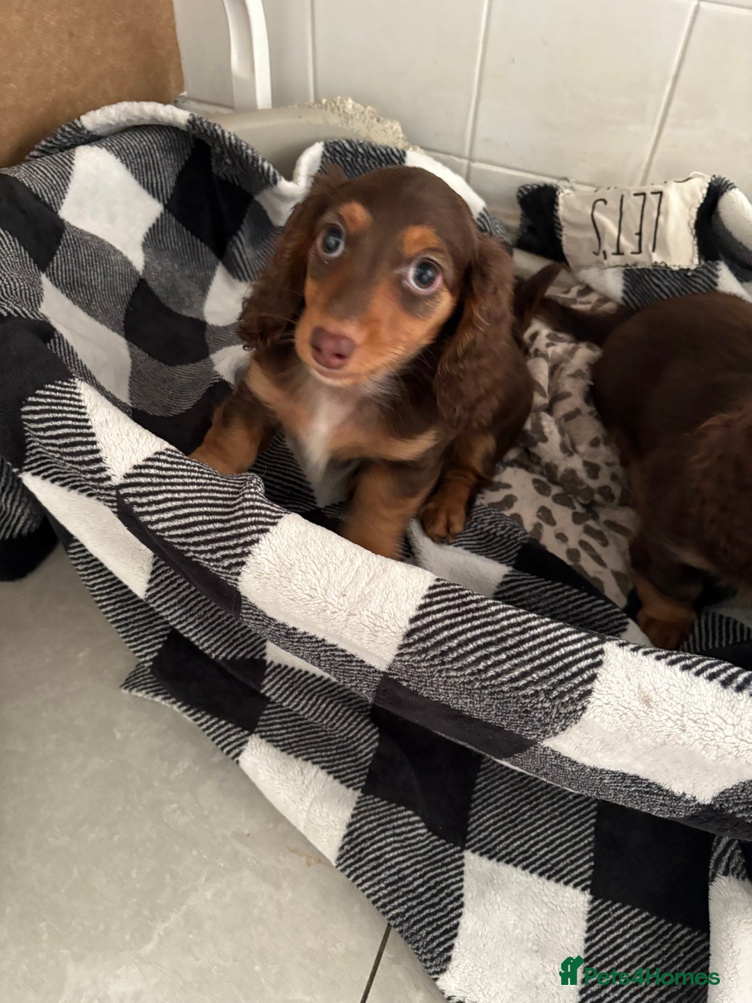 Miniature Dachshund dogs for sale: Last little long haired chocolate boy pup - Advert 4
