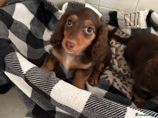 Miniature Dachshund dogs Long haired mini male dachshunds pups KC reg - Advert 4