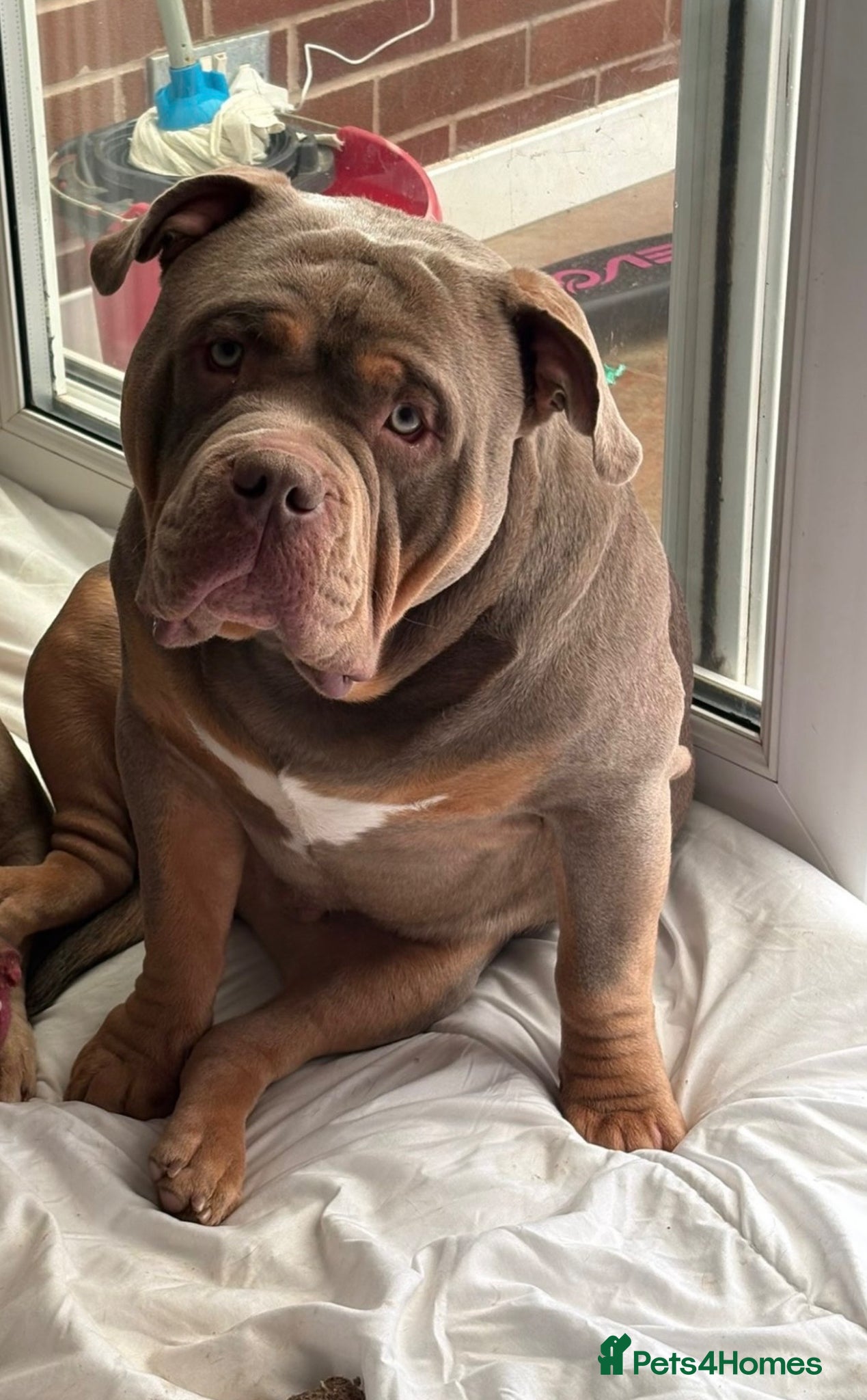 American Bully dogs for sale: Beautiful pocket bully OBI  - Advert 3