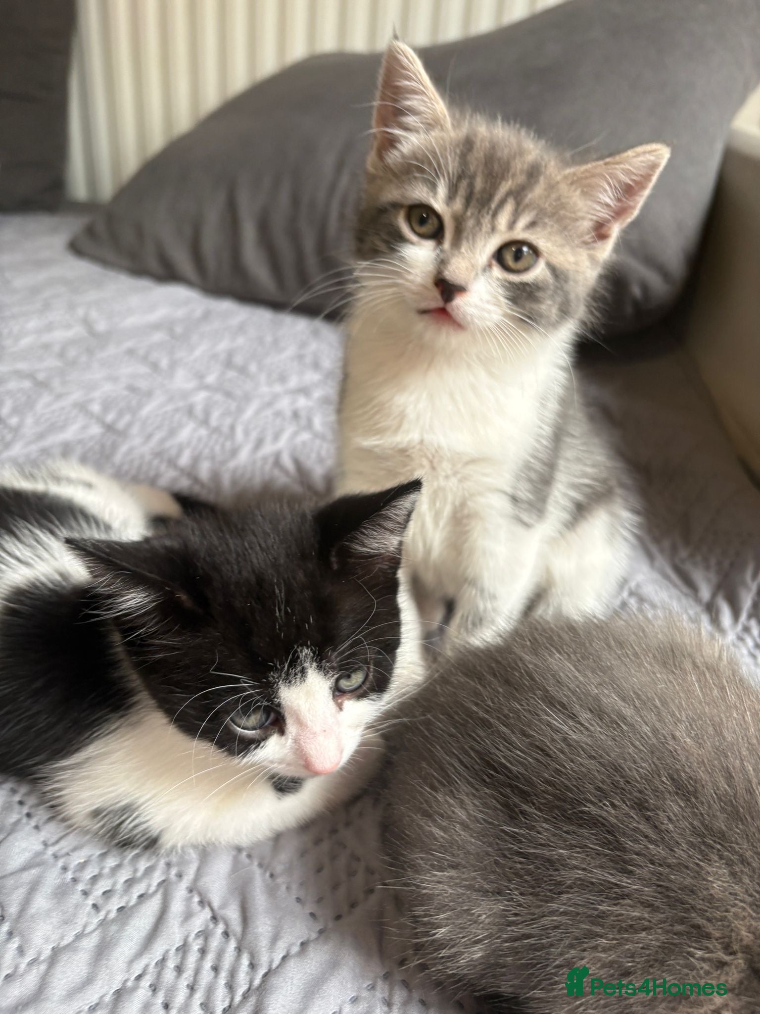 Mixed Breed cats 2 beautiful kittens availible  - Advert 13