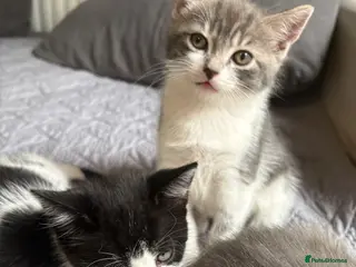Mixed Breed cats 2 beautiful kittens availible - Advert 4