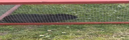 English Lop rabbits for sale: Beautiful female black rabbit  - Advert 7