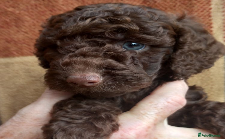 Cockapoo dogs - Advert 2