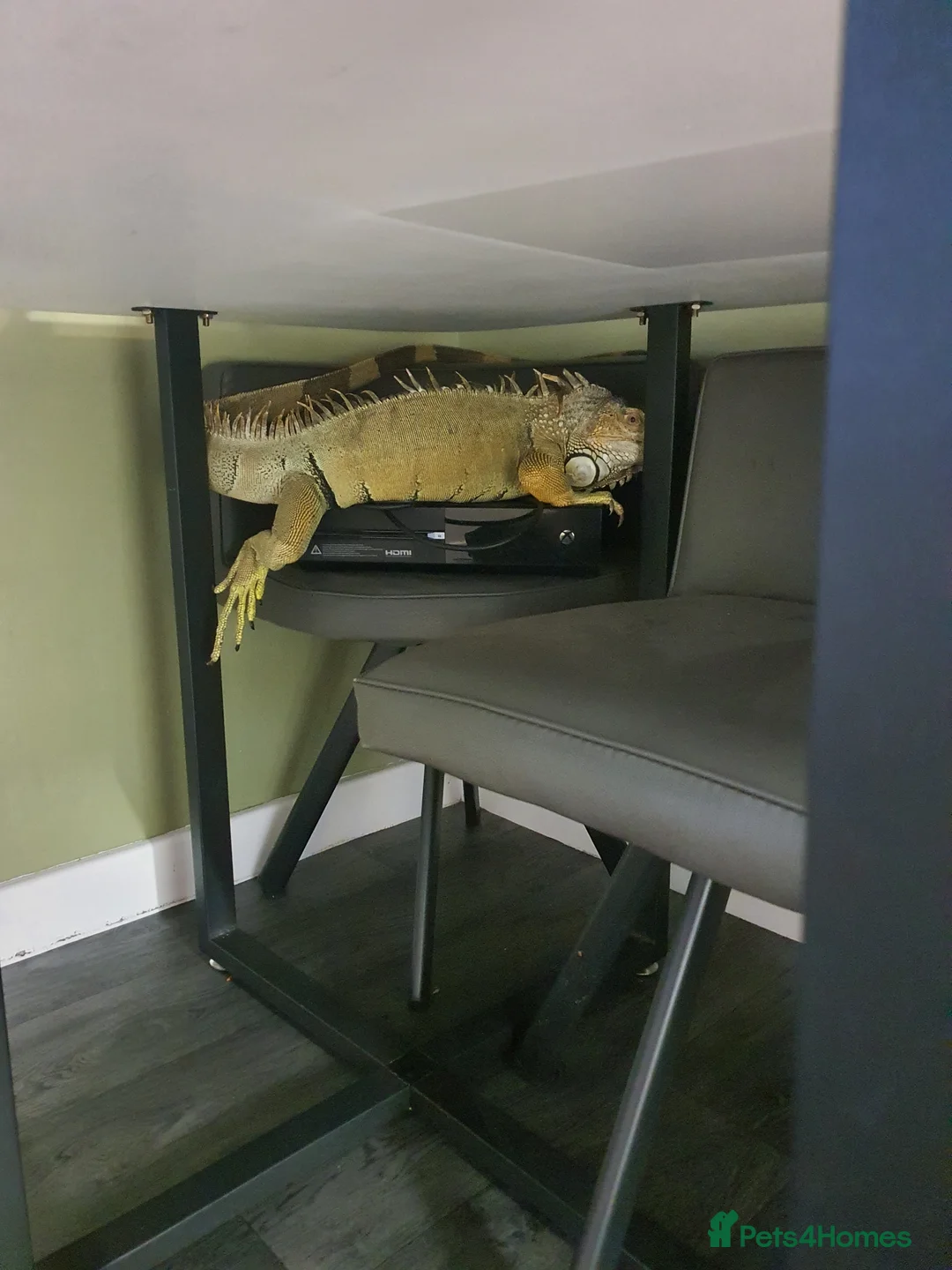 Iguana reptiles for sale: Green iguana - Advert 5
