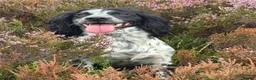 Cocker Spaniel dogs for sale: Ready tomorrow ! Gorgeous cocker spaniel puppies  - Advert 5