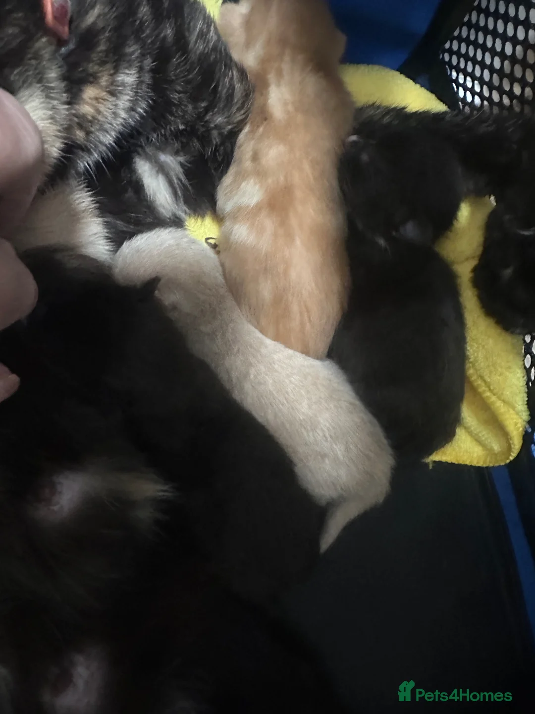 Mixed Breed cats for sale: Kittens  - Advert 4