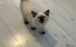 Ragdoll cats for sale: Ragdoll kittens  - Image 4