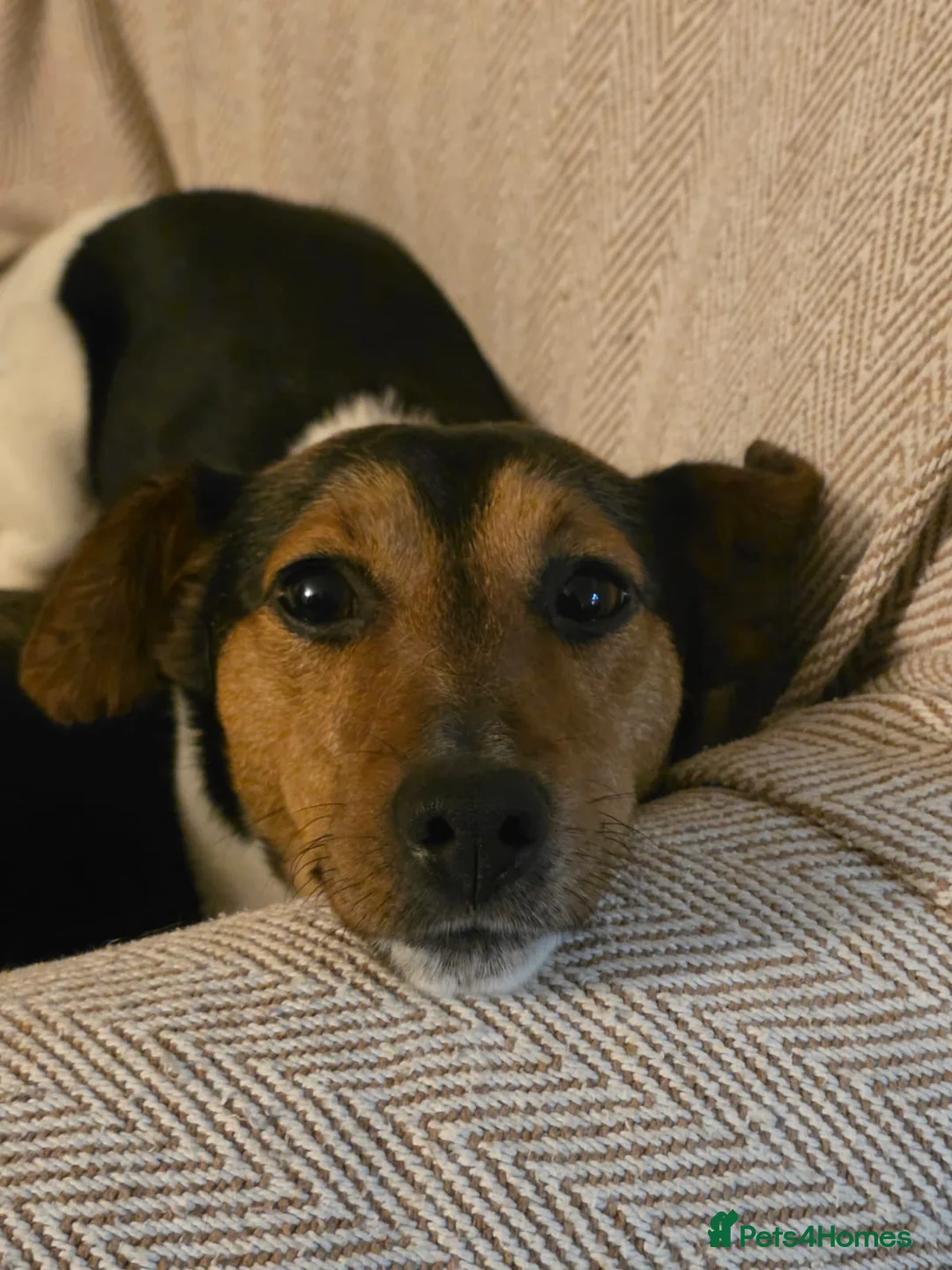 Jack Russell dogs for sale: Shiloh - Advert 1