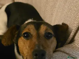Jack Russell dogs Shiloh - Advert 1
