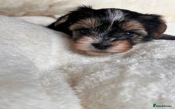 Yorkshire Terrier dogs for sale: DNA tested parents - Yorkie puppies  - Image 15