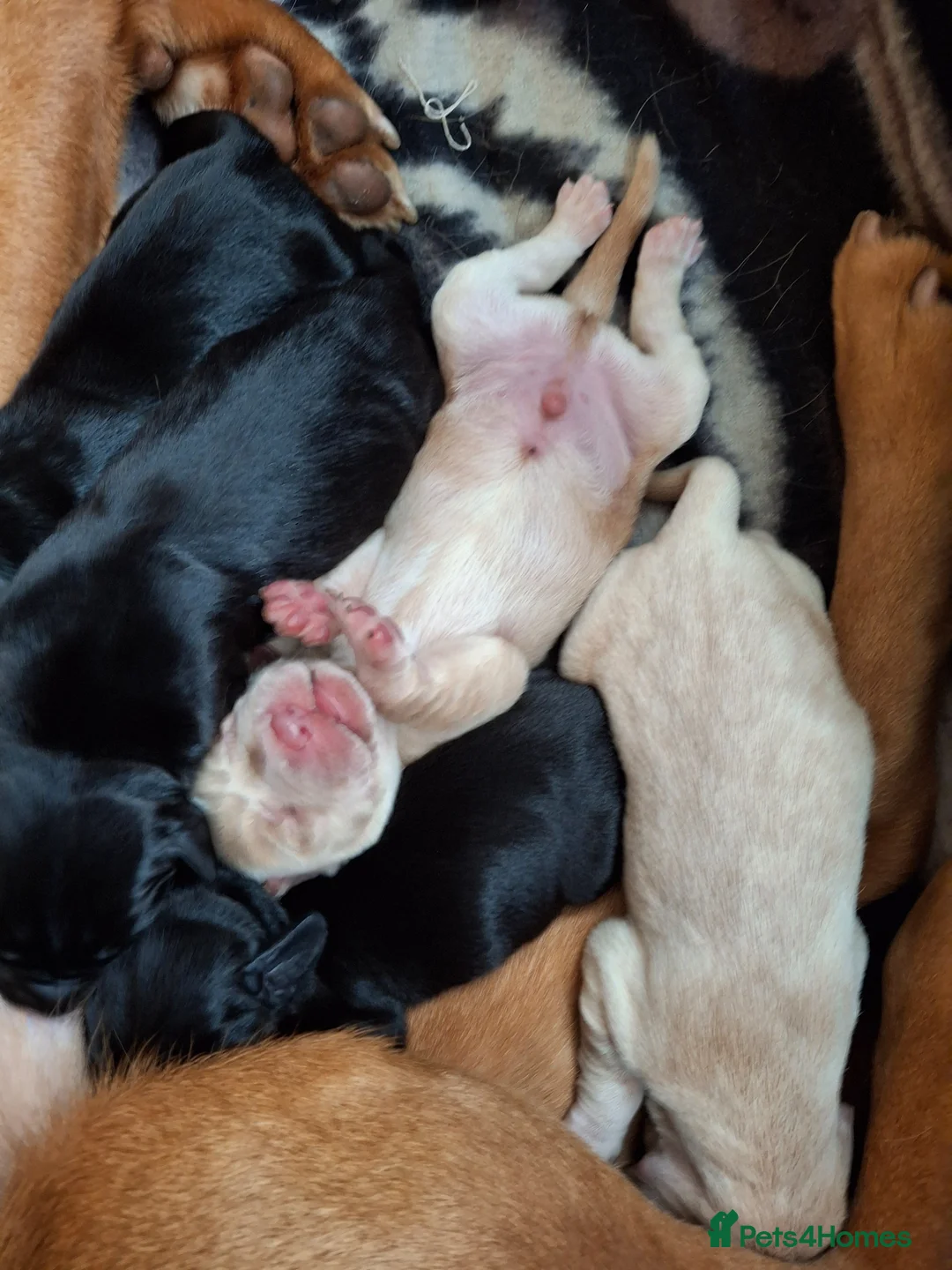 Cockerdor dogs for sale: Adorable litter of F1 Cockador puppies  - Advert 1