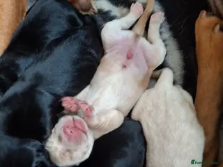 Cockerdor dogs Adorable litter of F1 Cockador puppies - Advert 1