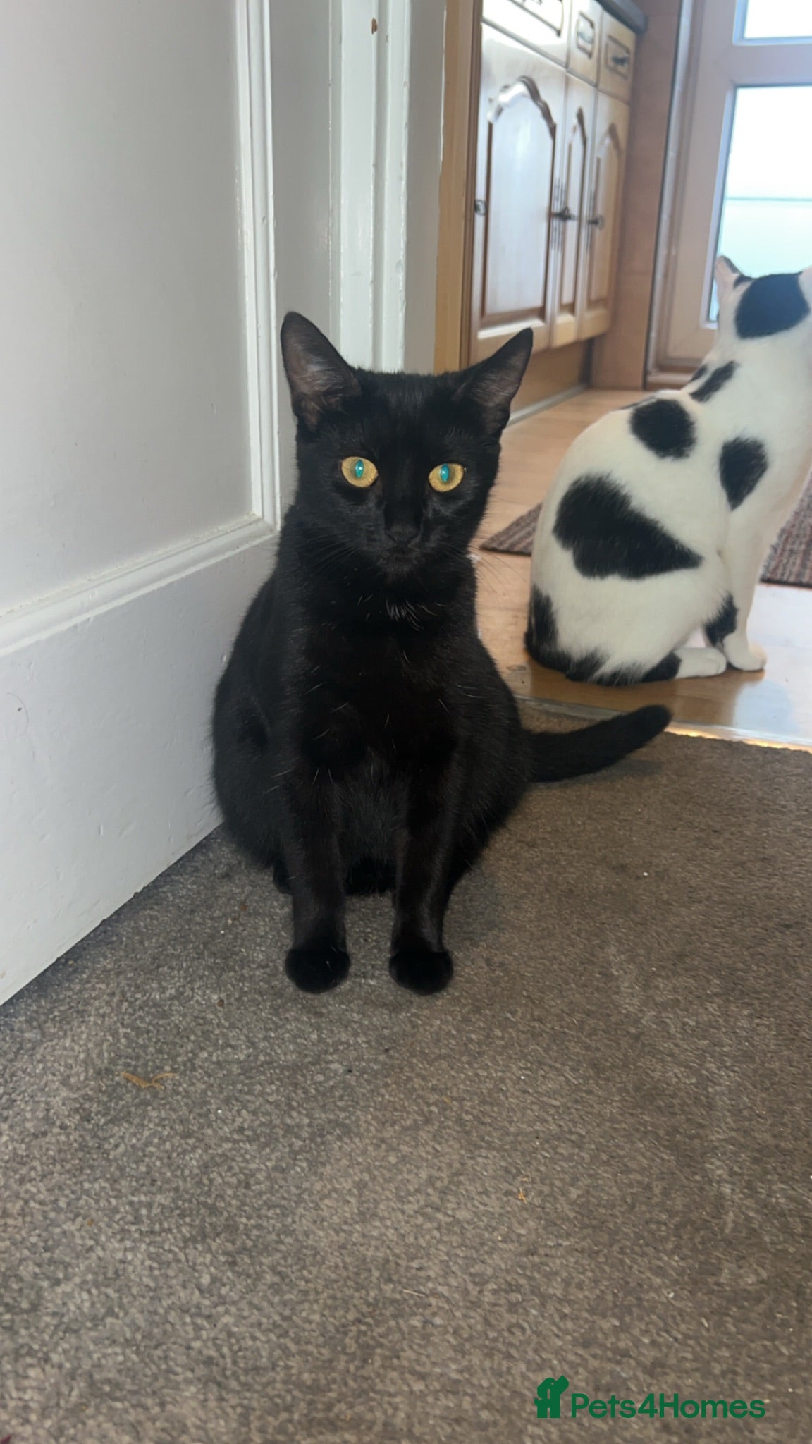 Domestic Shorthair cats 4 adorable kittens looking for forever homes  - Advert 1