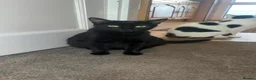 Domestic Shorthair cats for sale: 4 adorable kittens looking for forever homes  - Advert 1
