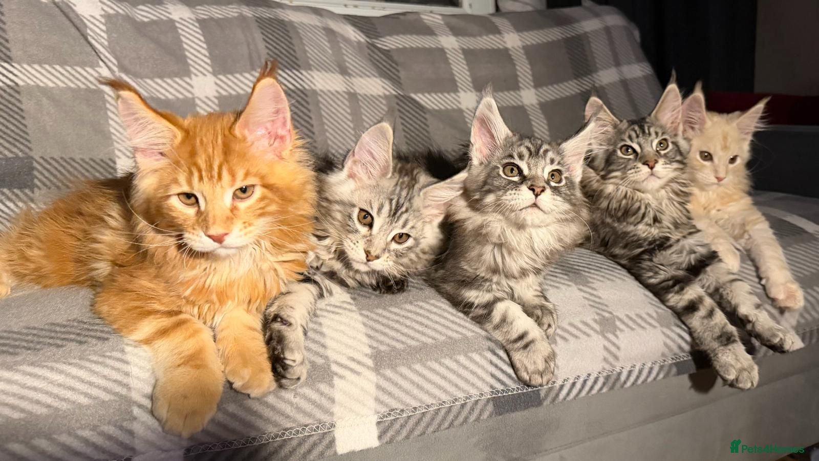 Maine Coon cats 5 Stunning GCCF Maine Coon Kittens  - Advert 1