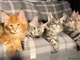 Maine Coon cats 5 Stunning GCCF Maine Coon Kittens - Advert 1
