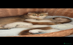 Scottish Fold cats for sale: purebred kittens Gold Scottish Fold Chinchilla - Image 21